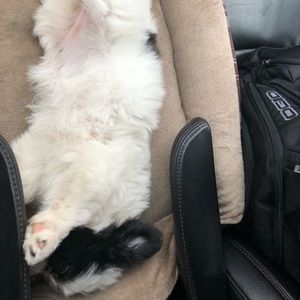 Meet your Posher, Lacey